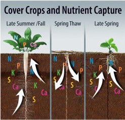 Cover Crops