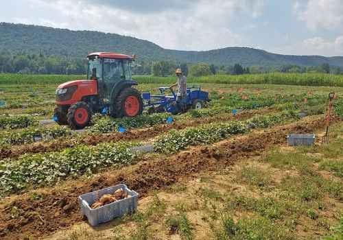 harvesting sweet potato varieties