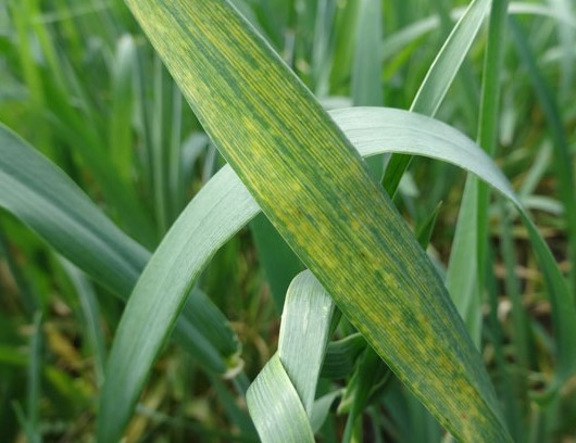 Typical symptoms of wheat streak mosaic virus