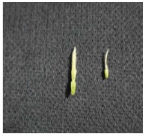 Comparison between a healthy developing wheat head