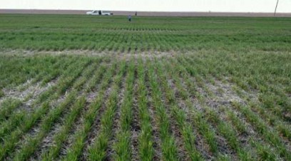 Effect of soil residue on wheat freeze damage
