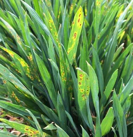 Stagonospora nodorum leaf blotch symptoms in the upper wheat canopy