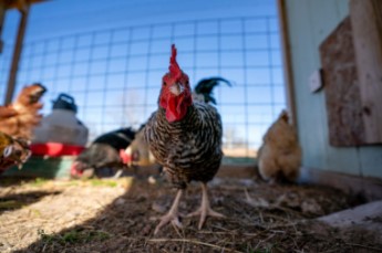 parasites is critical for poultry production
