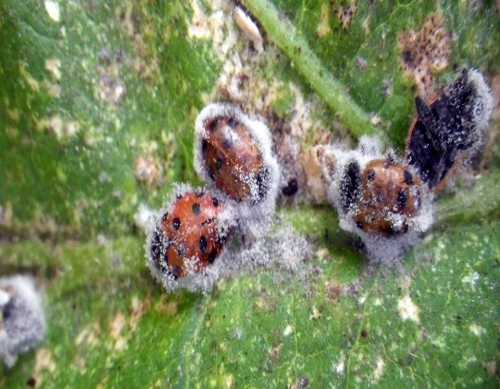 Ladybird beetles inadvertently killed by the “white muscardine fungus” 
