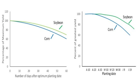 soybean first and delay corn planting