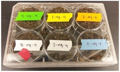 soil microbiome