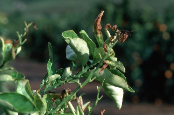 Frost damage to young citrus leaves