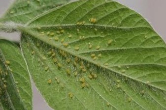 Photo 1. Soybean aphid colony.