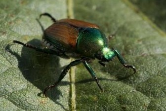 Photo 2. Japanese beetle.