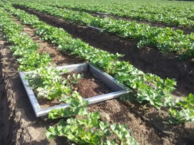 To measure greenhouse gas emissions from manure application on a celery farm, researchers covered some of the plants with chambers that would trap the gases. The metal border is the base of the chamber. 