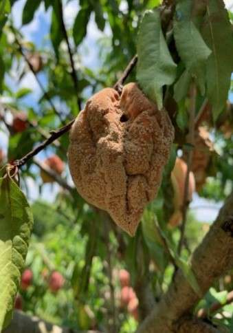 Blossom blight can lead to fruit rot