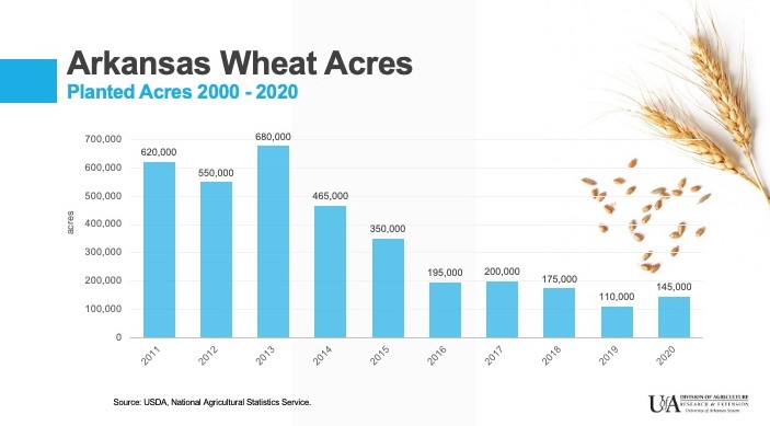 Arkansas producers planted about 180,000 acres of winter wheat in the fall of 2020, according to a report released Tuesday by the U.S. Department of Agriculture. The acreage is the highest for the state since 2017, when growers planted about 200,000 acres.