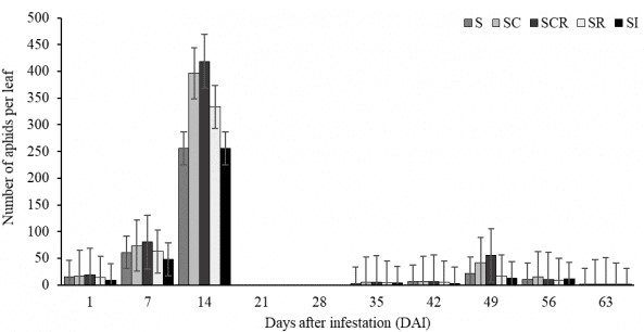 Sugarcane aphid population during 63-day period