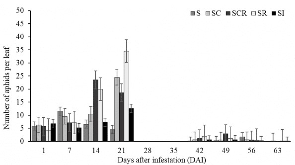 Sugarcane aphid population during 63-day period