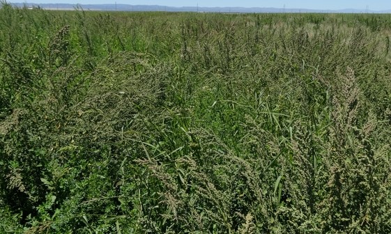 Early Glyphosate weed control with no in-season weed control