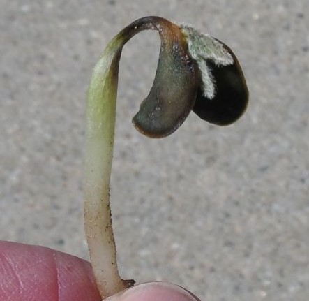 Severely damaged (dead) soybean seedling