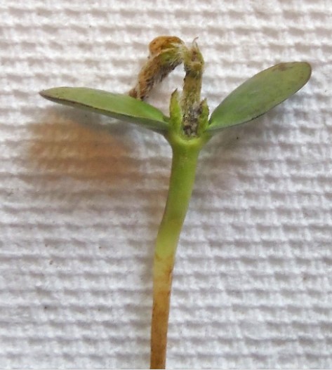 Soybean seedling showing no new growth