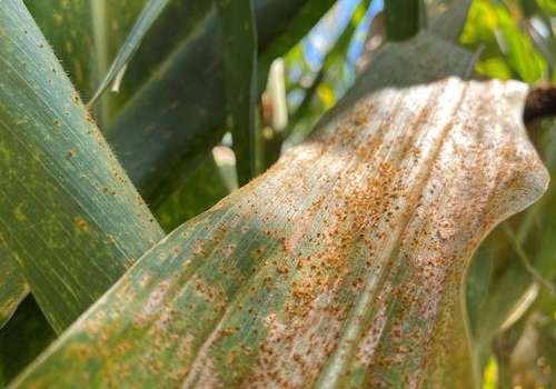 Figure 1. Southern rust of corn disease symptoms.