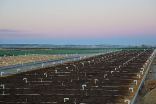 Vermifilter at Dusk: Irrigation lines and air vents