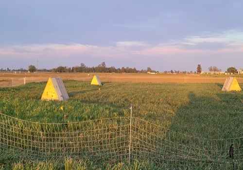 cover crops and keep them safe from predators
