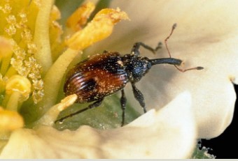 Figure 1 An adult strawberry blossom weevil, which was recently found in North America.