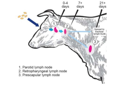 Brucella can infect a cow through the cow's eye