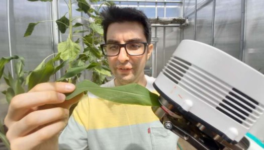 maize plant and a device scientists use to measure dehydration levels