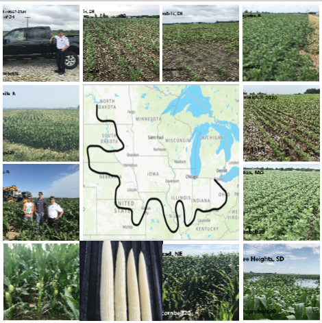 2020-Corn-crop-tour-images