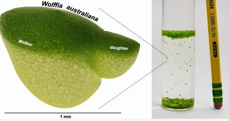 The tiny aquatic plant Wolffia