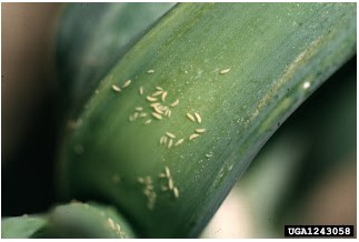 nion thrips populations can grow quickly