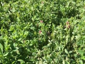 Alfalfa stem wilting caused by freezing
