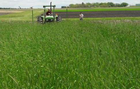 Soybean planting in a living cereal rye cover crop