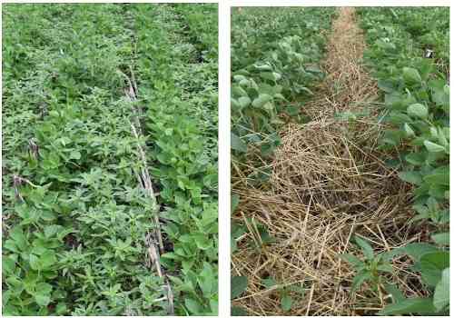 Effect of cereal rye cover crop terminated at soybean planting