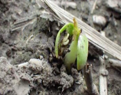 Seedcorn maggot