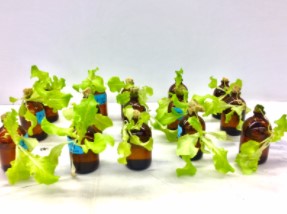 Lettuce in hydroponic culture.