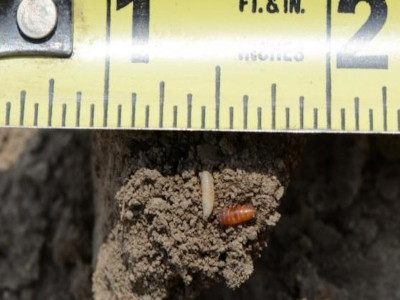 Seedcorn maggot