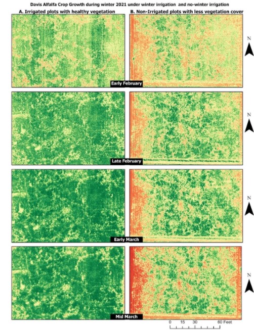 Effect of winter irrigation on alfalfa regrowth