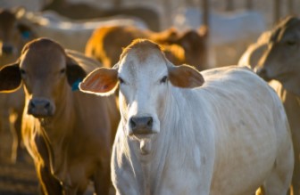 New study aims to mitigate transboundary and emerging diseases in livestock.