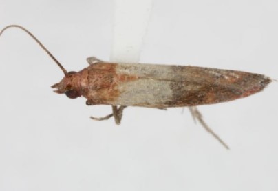 Figure 1. Indianmeal Moth