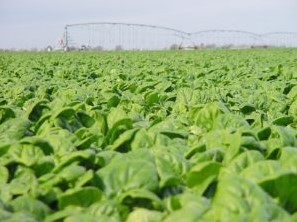 Texas spinach crop under irrigation.