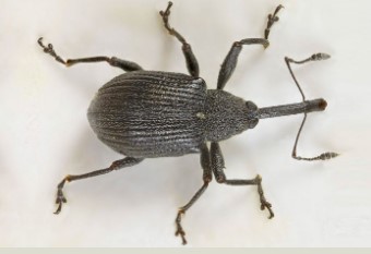 Figure 2 An adult strawberry bud weevil or strawberry clipper, which is commonly found in Missouri.