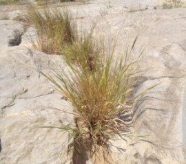 Switchgrass growing in the cracks of rocks at the arid Devils River State Recreation Area in Texas