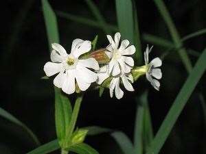 Night-Flowering Catchfly 1