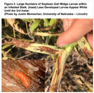 Adult Soybean Gall Midge Larve Within an Infected Stalk