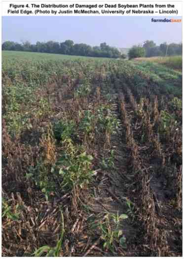 The Distribution of Damaged or Dead Soybean Plant