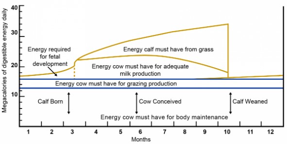 Seasonal energy requirements of the beef cow and calf.