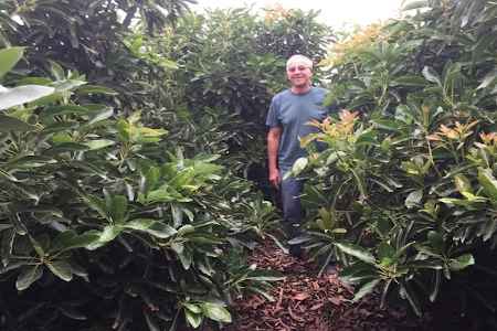 checks sunlight penetration in a high-density avocado orchard