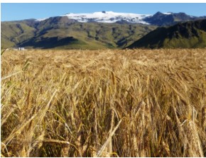 A mature barley field at a farm in southern Iceland