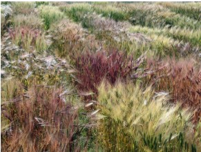 Researchers grew different types of barley in a field trial