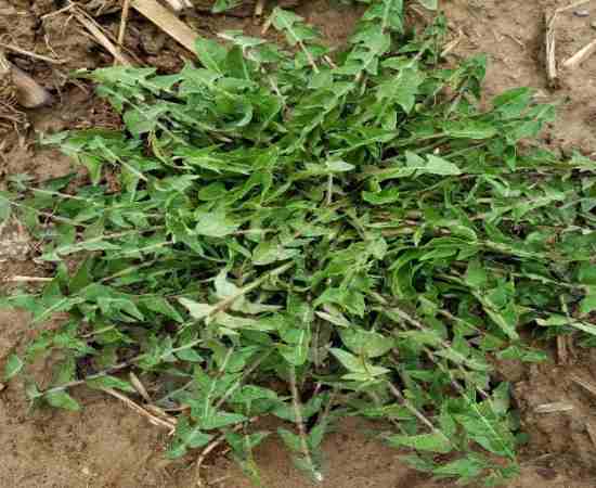 dandelion (Taraxacum officinale; perennial)